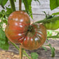 Ulysses Helm Purple DER TOMATENFLÜSTERER