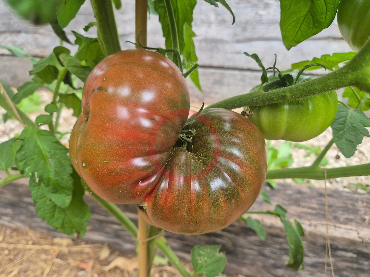 Ulysses Helm Purple DER TOMATENFLÜSTERER