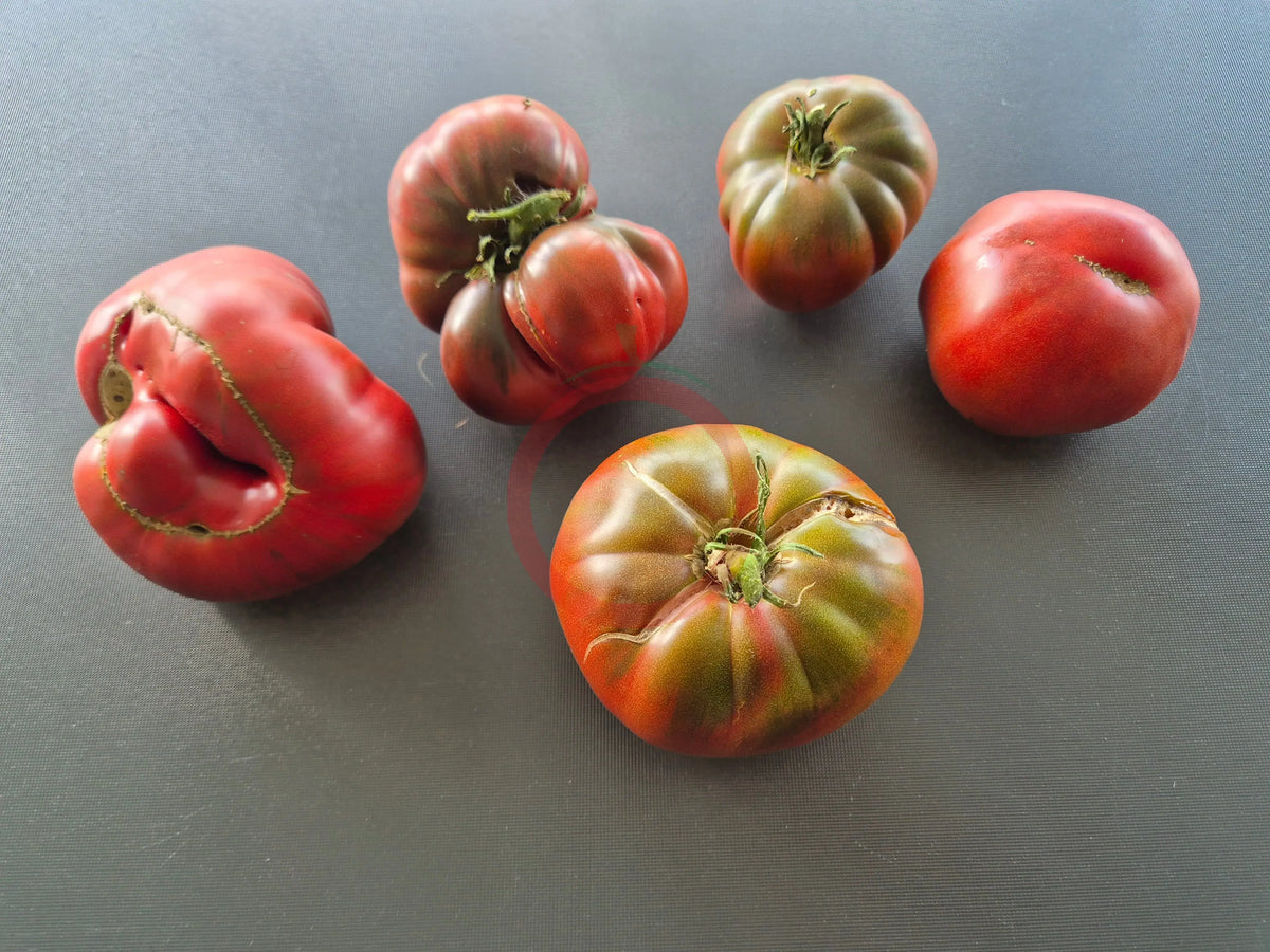 Ulysses Helm Purple DER TOMATENFLÜSTERER