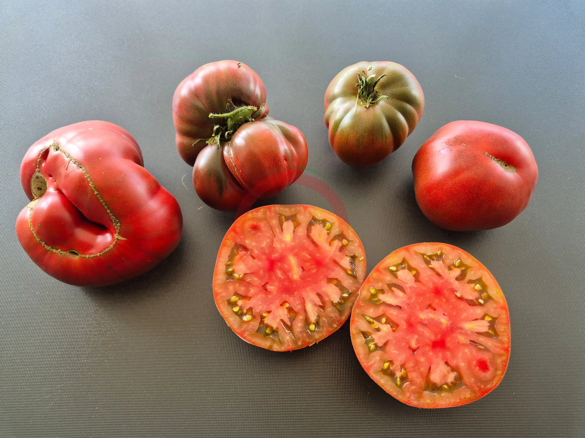 Ulysses Helm Purple DER TOMATENFLÜSTERER