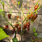 Umorok Chocolate DER TOMATENFLÜSTERER