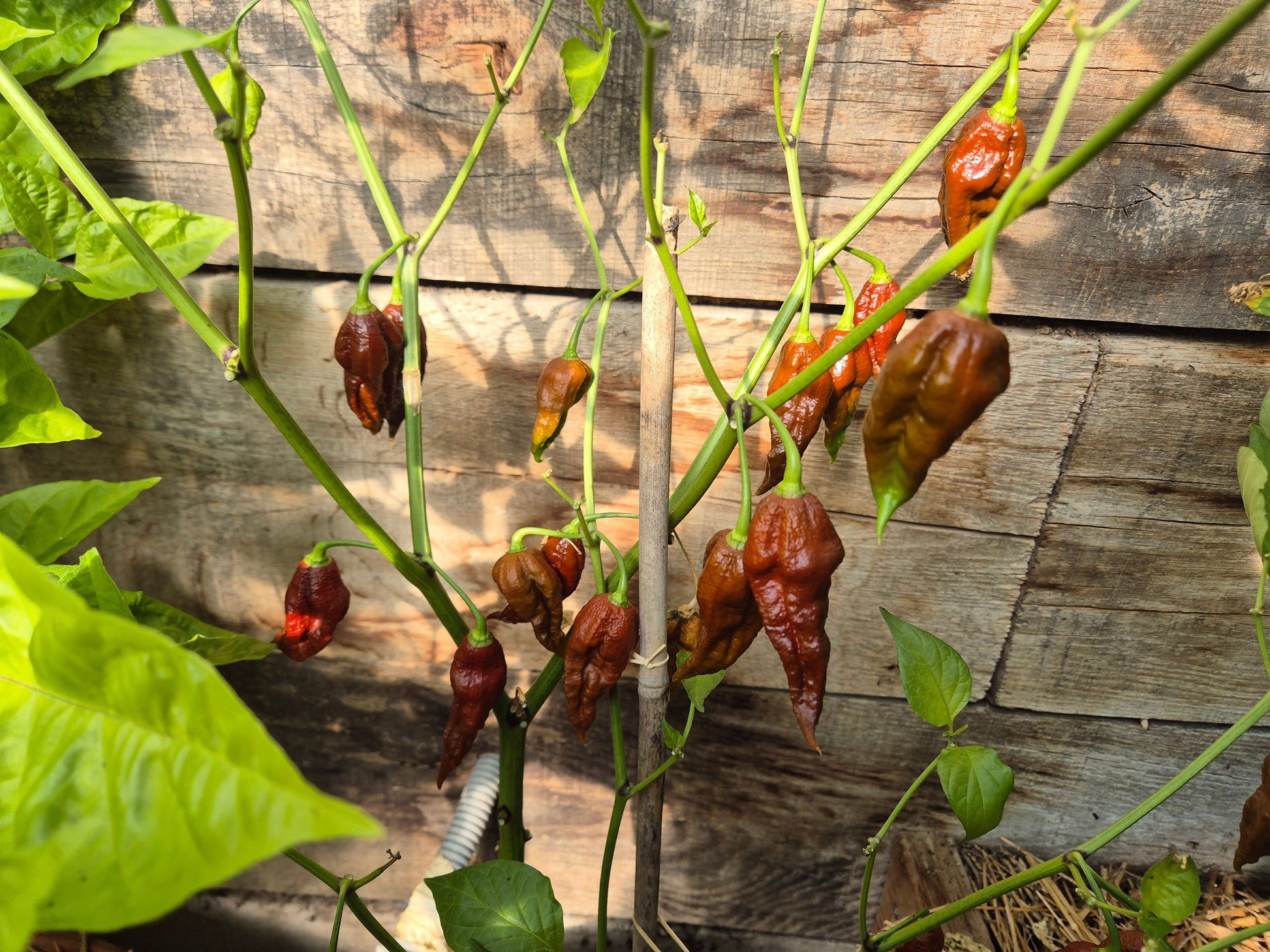 Umorok Chocolate DER TOMATENFLÜSTERER