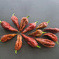 Umorok Chocolate DER TOMATENFLÜSTERER