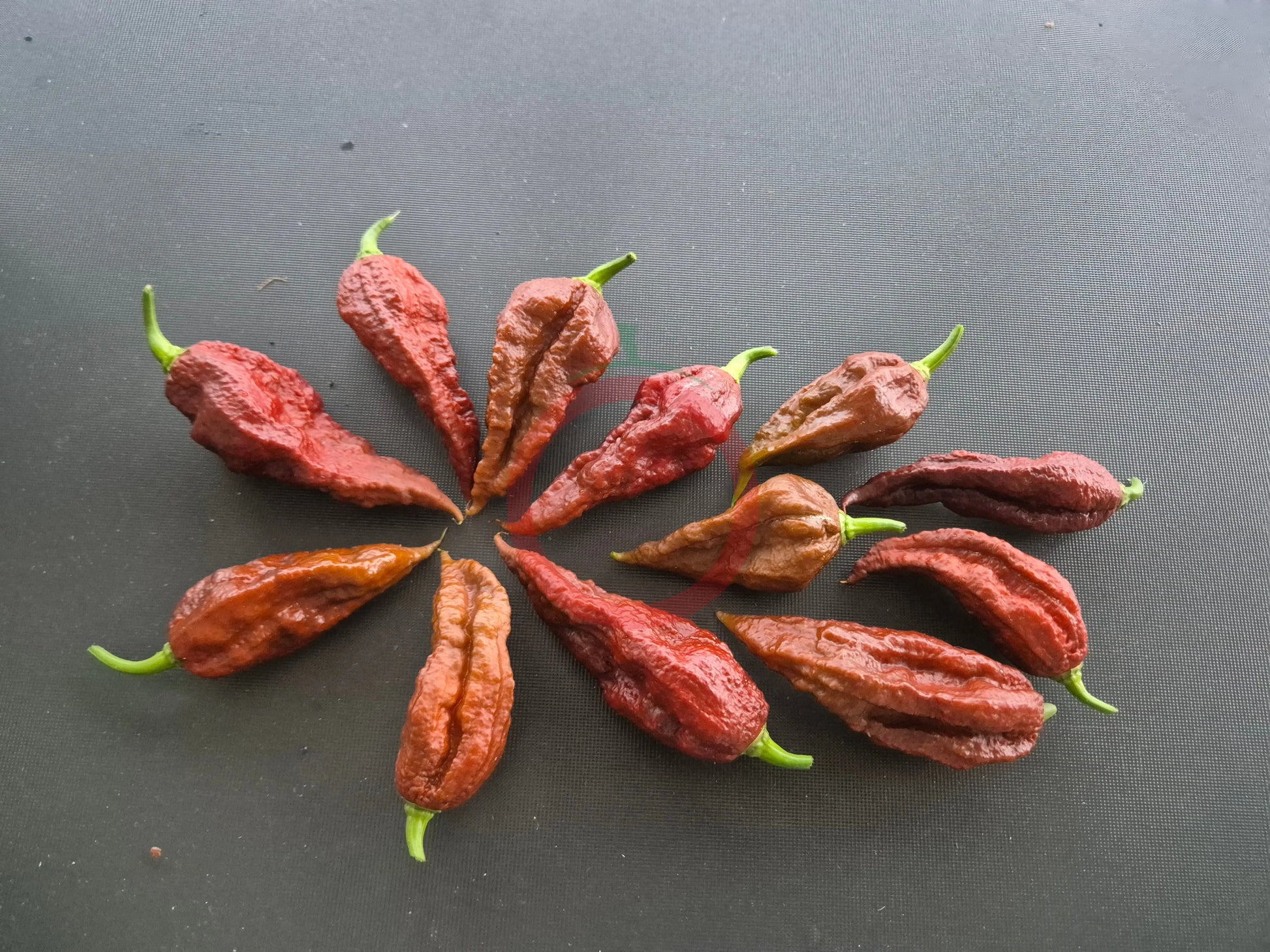 Umorok Chocolate DER TOMATENFLÜSTERER