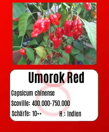 Umorok Red DER TOMATENFLÜSTERER