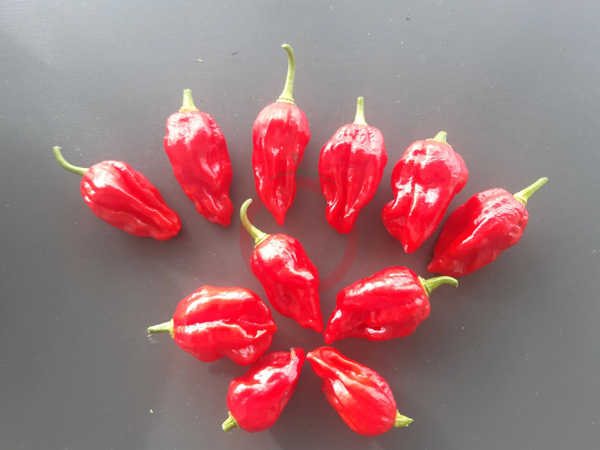 Umorok Red DER TOMATENFLÜSTERER
