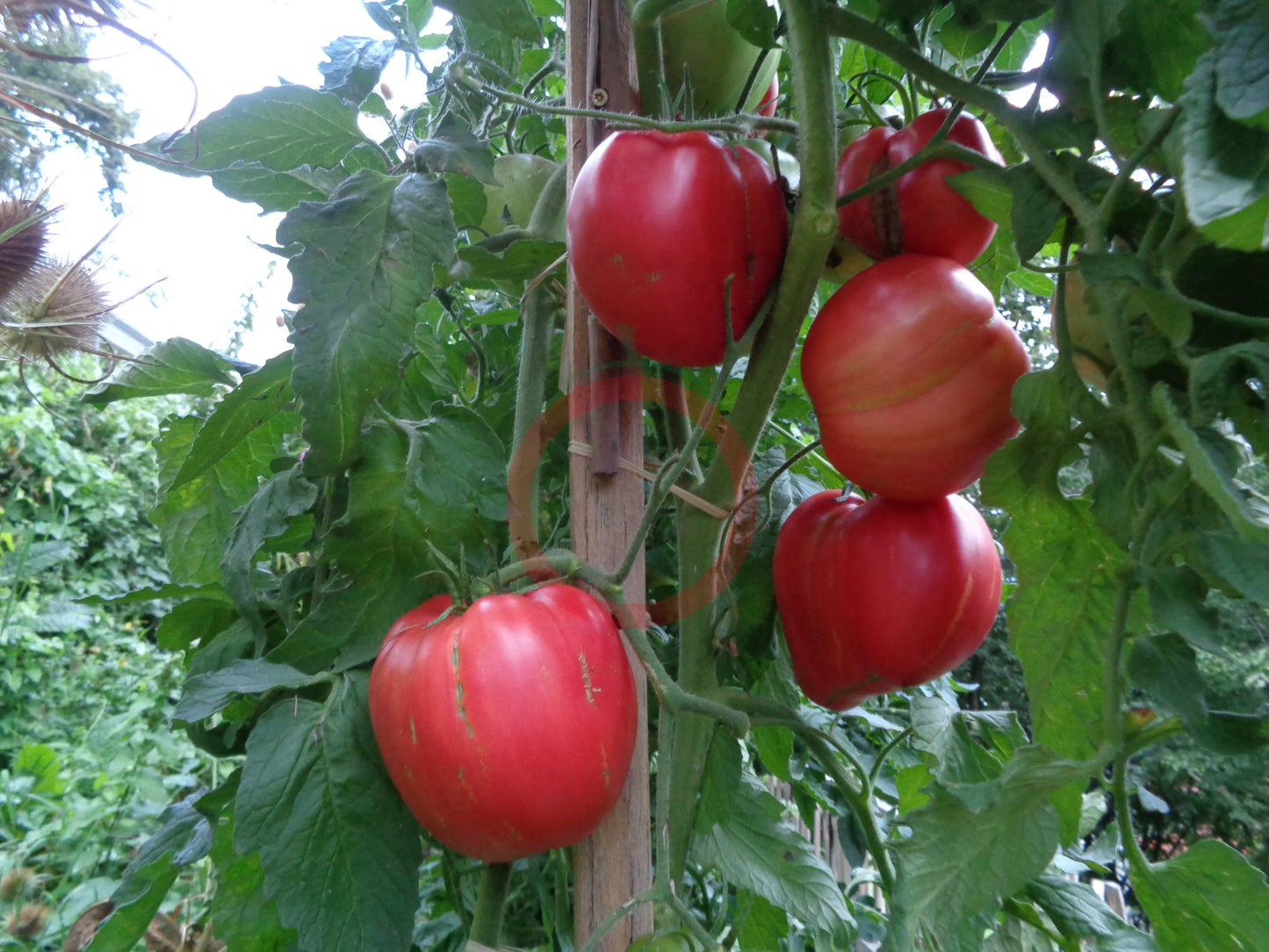 Ungarisches Riesenochsenherz DER TOMATENFLÜSTERER