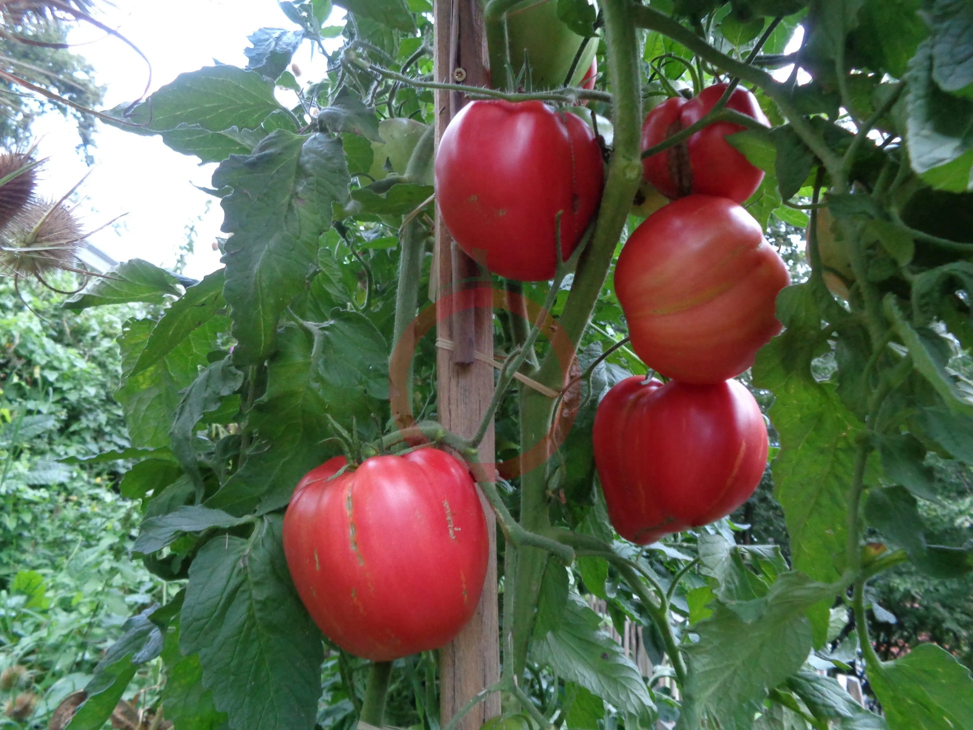 Ungarisches Riesenochsenherz DER TOMATENFLÜSTERER