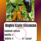 Unghie Giallo Violancee DER TOMATENFLÜSTERER