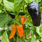 Unghie Giallo Violancee DER TOMATENFLÜSTERER
