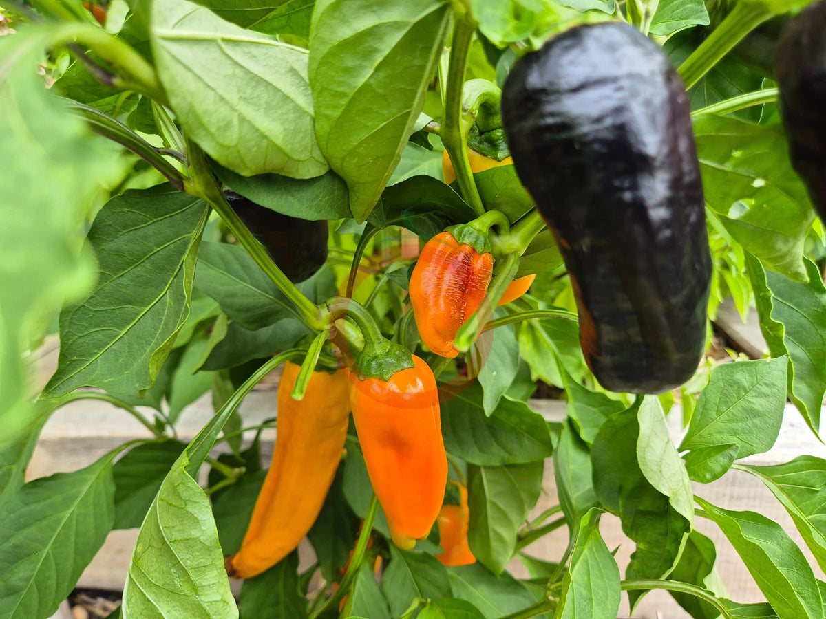 Unghie Giallo Violancee DER TOMATENFLÜSTERER