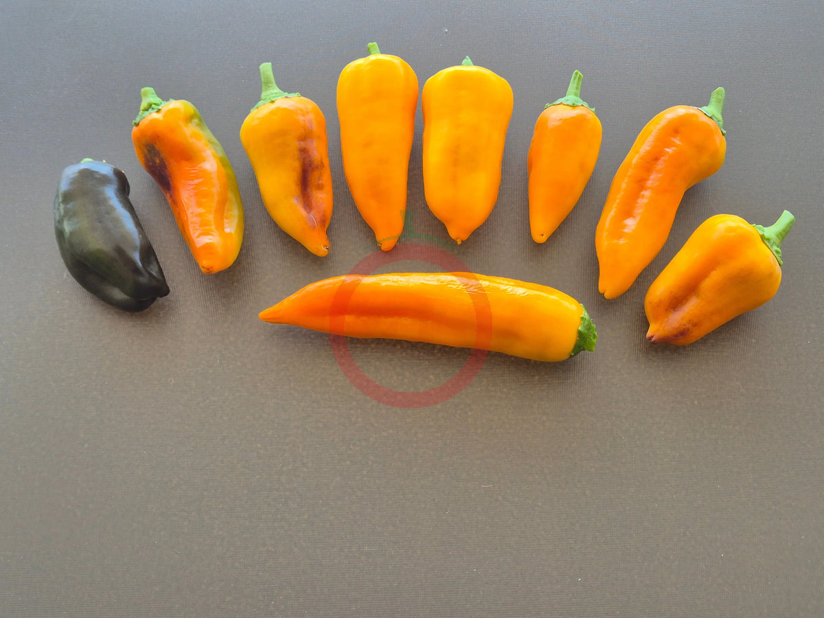 Unghie Giallo Violancee DER TOMATENFLÜSTERER