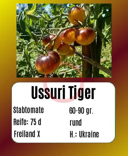 Ussuri Tiger DER TOMATENFLÜSTERER