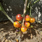 Ussuri Tiger DER TOMATENFLÜSTERER
