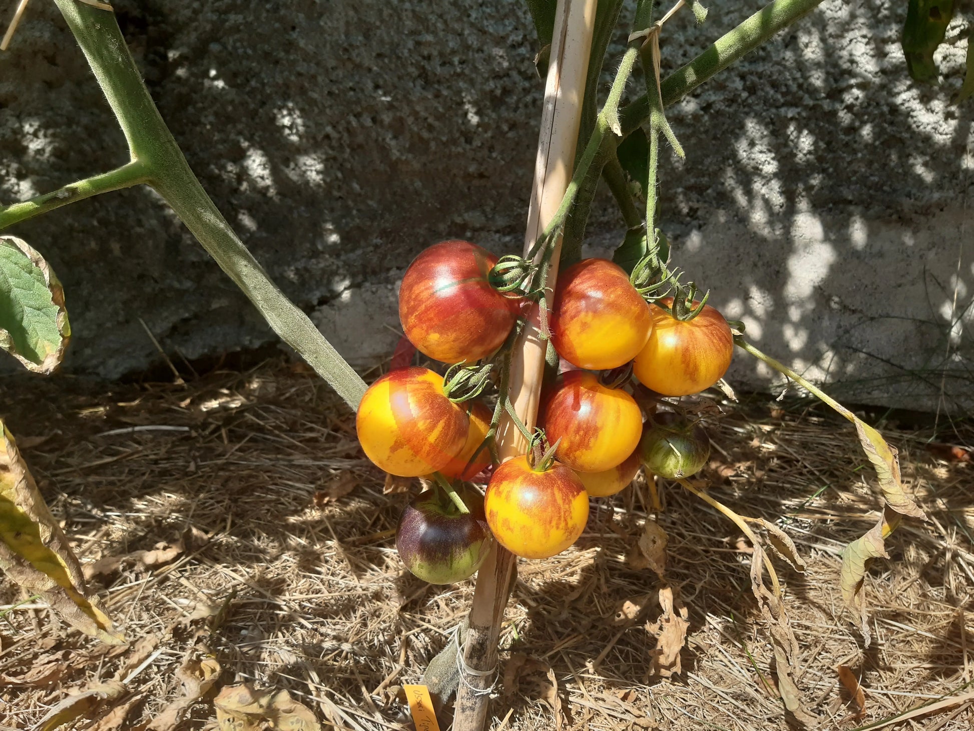 Ussuri Tiger DER TOMATENFLÜSTERER