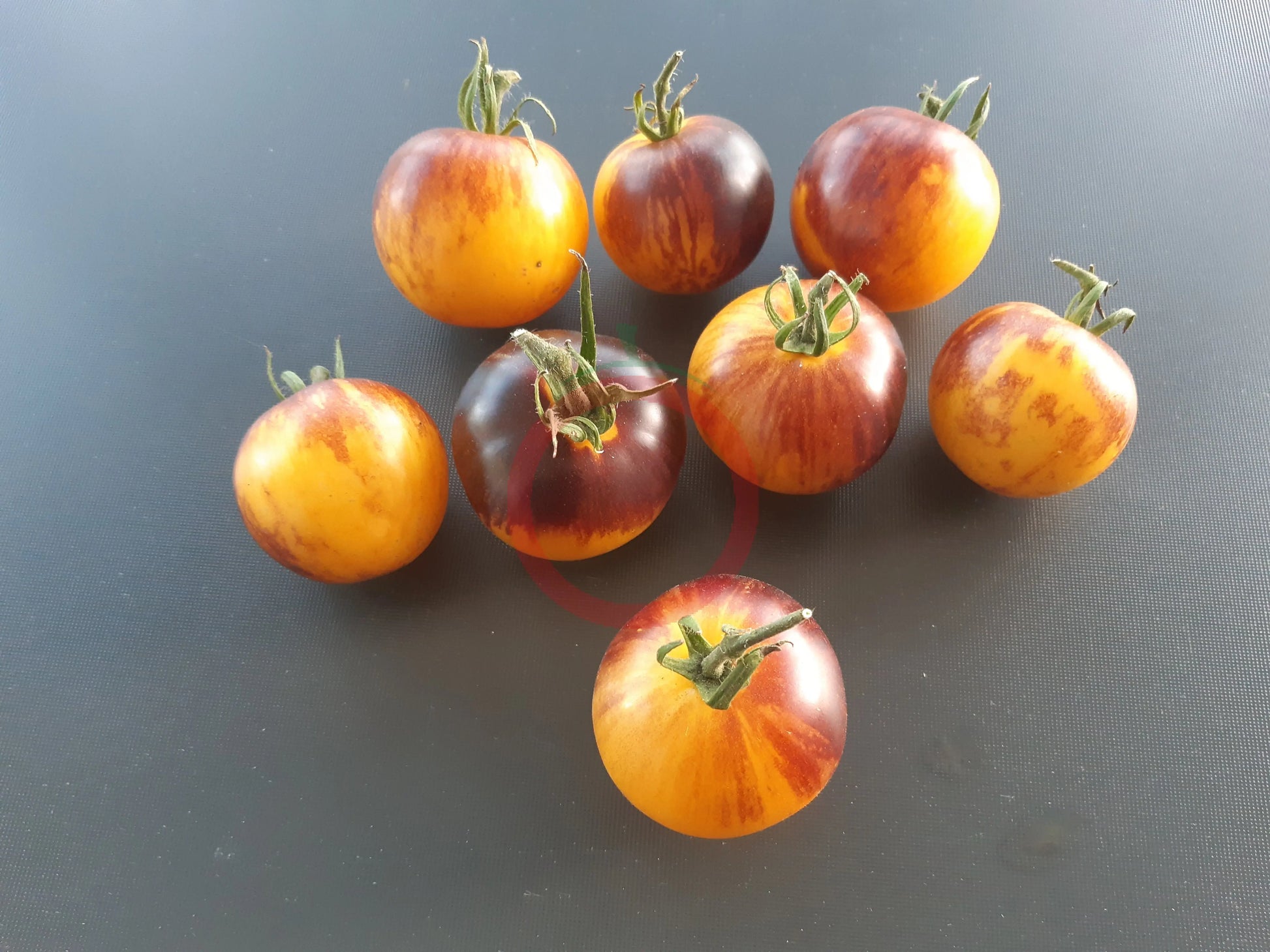Ussuri Tiger DER TOMATENFLÜSTERER