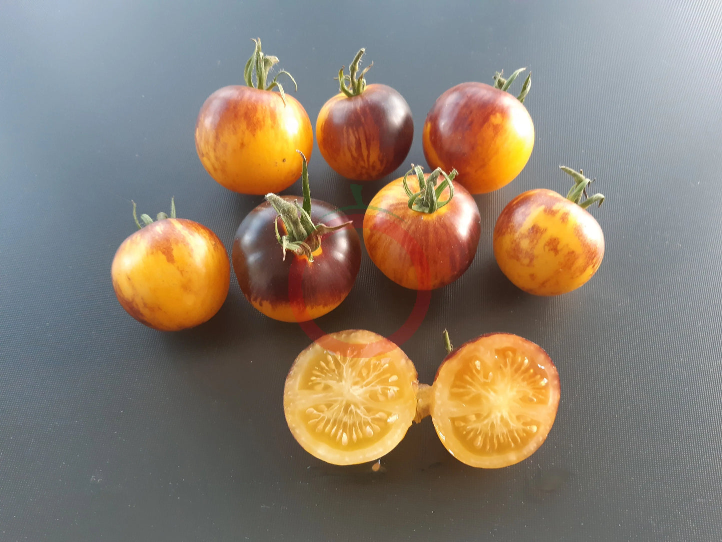 Ussuri Tiger DER TOMATENFLÜSTERER