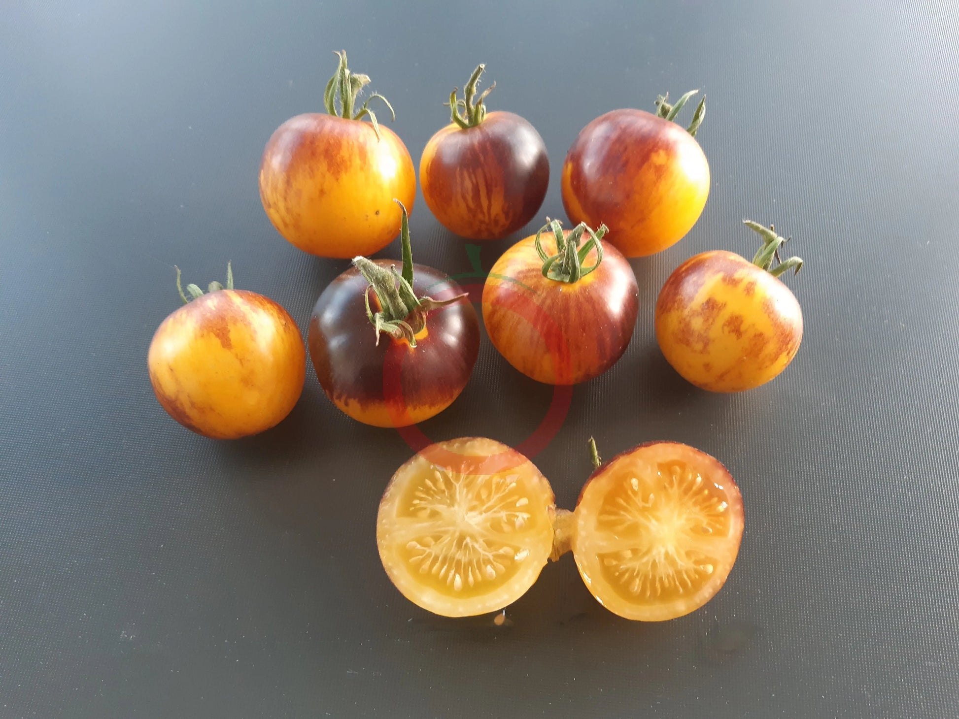 Ussuri Tiger DER TOMATENFLÜSTERER