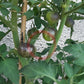 Ussuri Tiger DER TOMATENFLÜSTERER