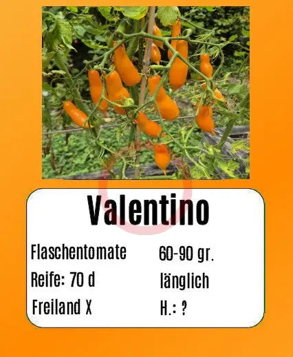 Valentino DER TOMATENFLÜSTERER