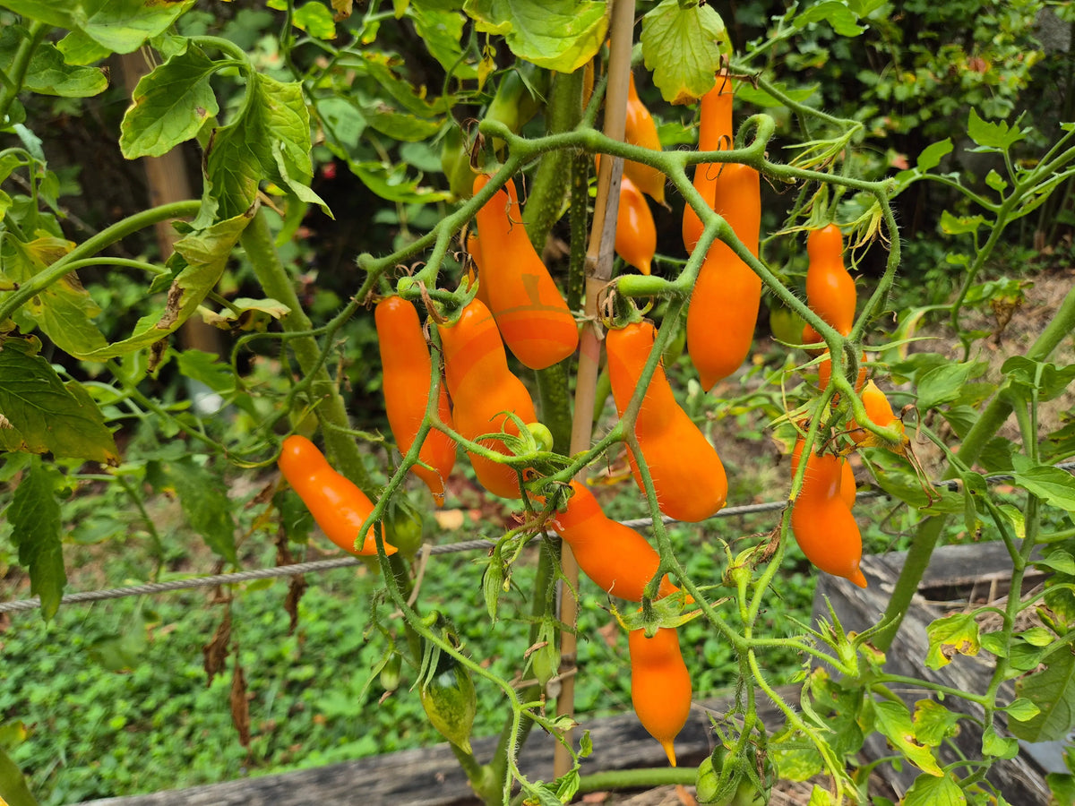 Valentino DER TOMATENFLÜSTERER