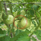 Vashe Velichestvo DER TOMATENFLÜSTERER