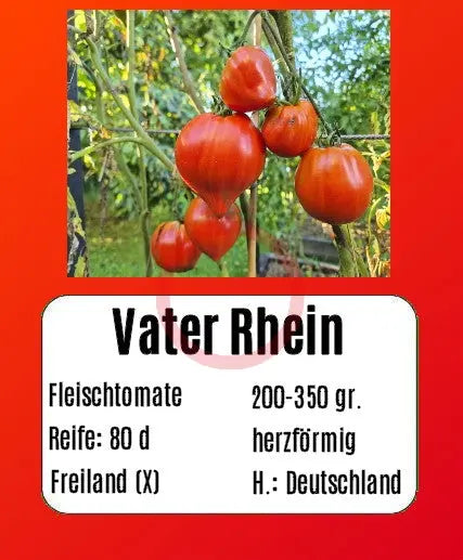 Vater Rhein DER TOMATENFLÜSTERER