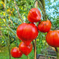 Vater Rhein DER TOMATENFLÜSTERER