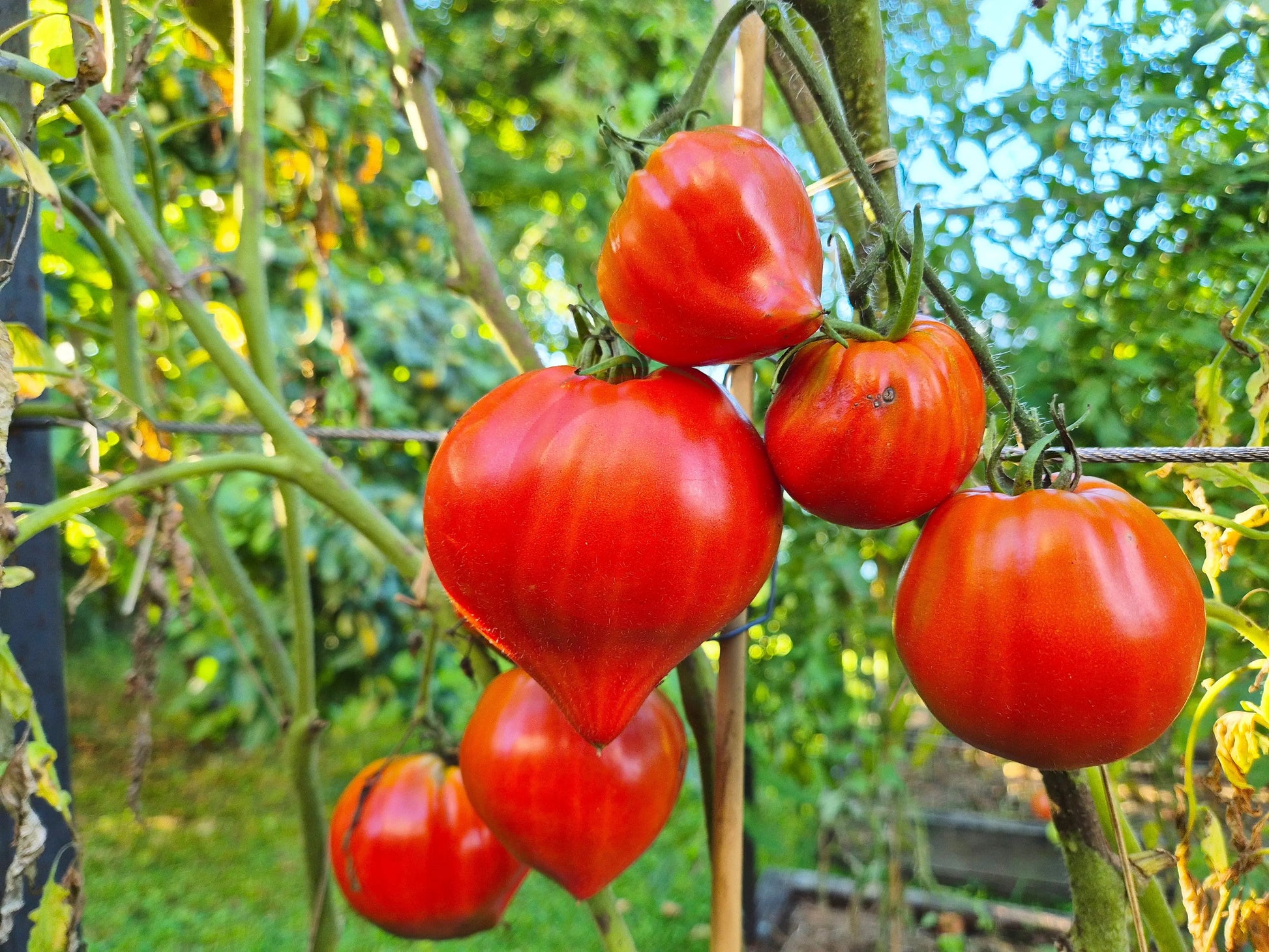 Vater Rhein DER TOMATENFLÜSTERER