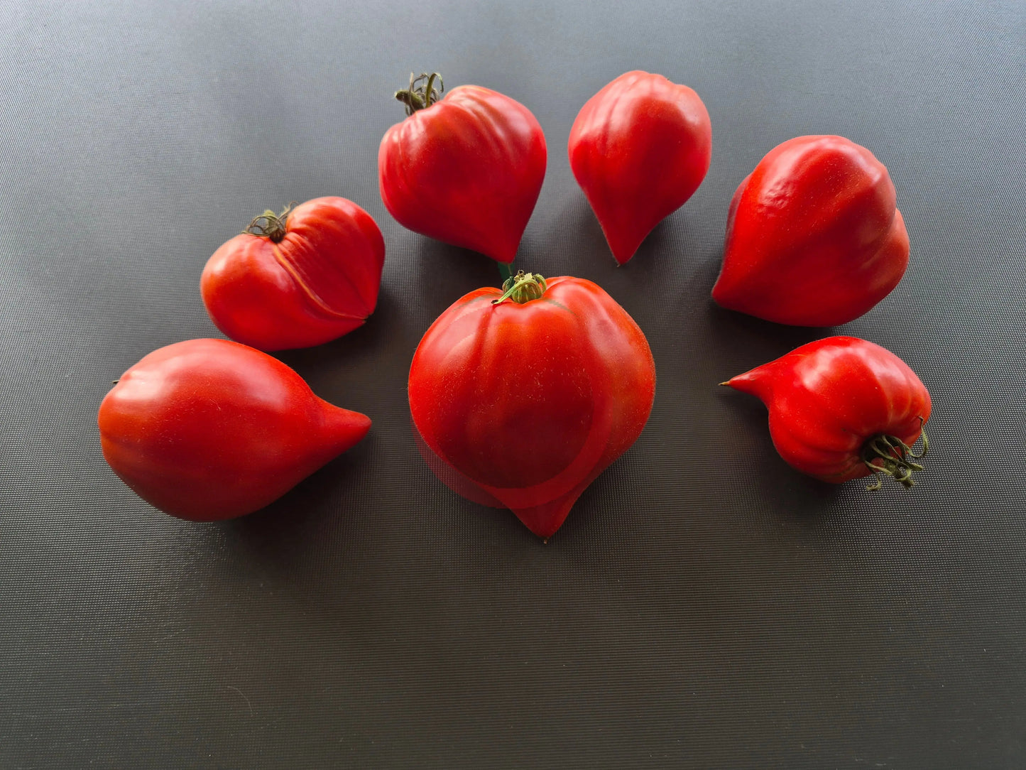 Vater Rhein DER TOMATENFLÜSTERER