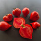 Vater Rhein DER TOMATENFLÜSTERER