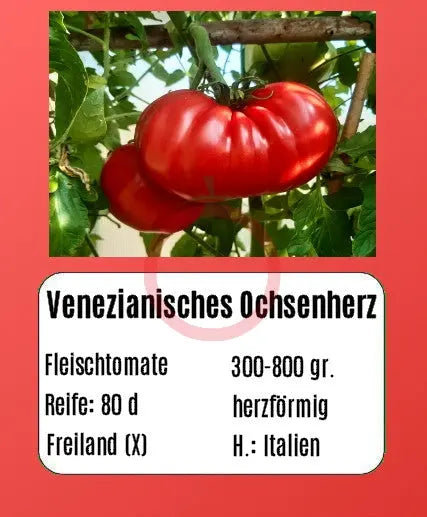 Venezianisches Ochsenherz DER TOMATENFLÜSTERER