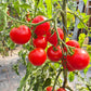 Veni Vidi Vici DER TOMATENFLÜSTERER