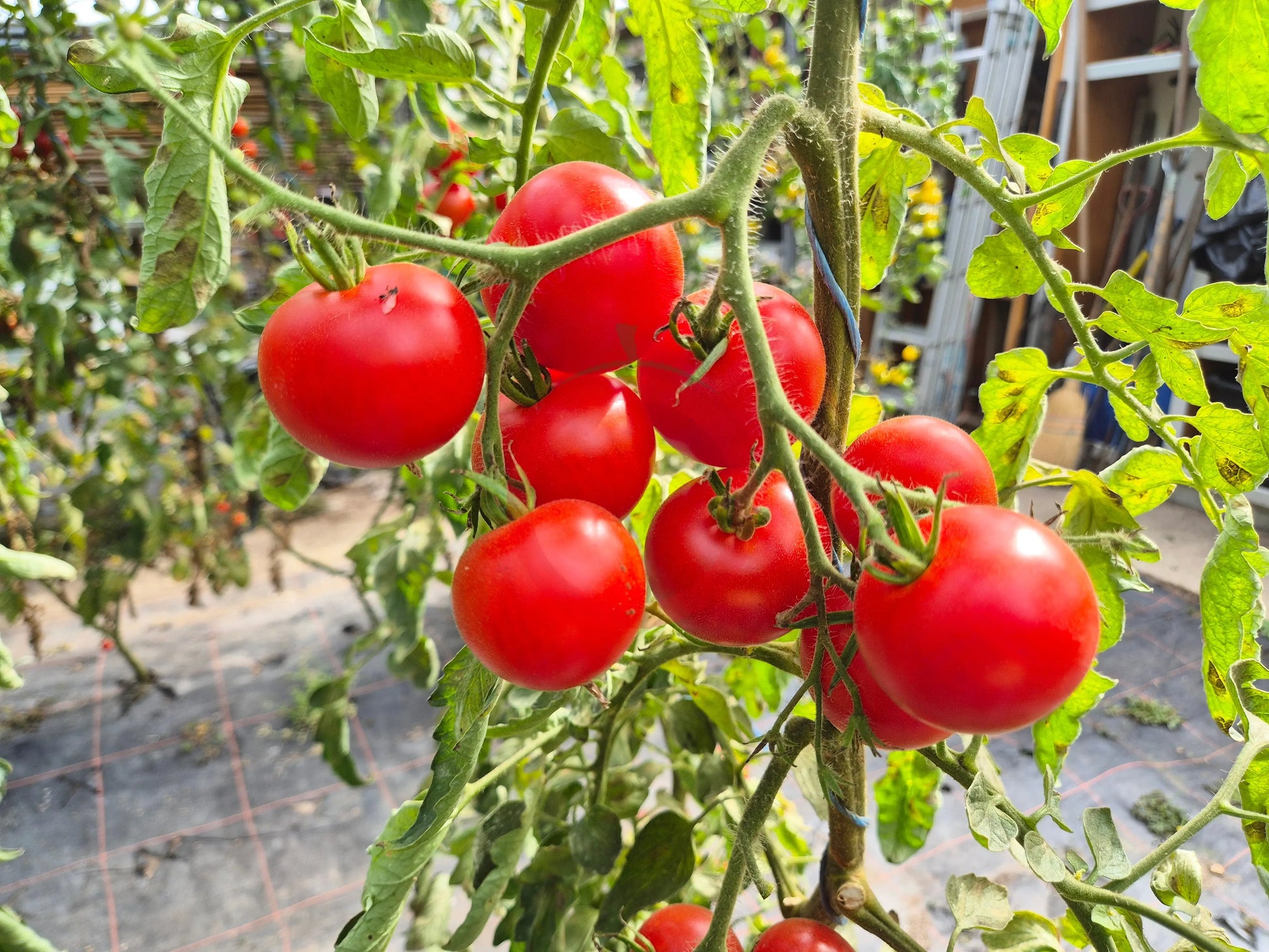 Veni Vidi Vici DER TOMATENFLÜSTERER