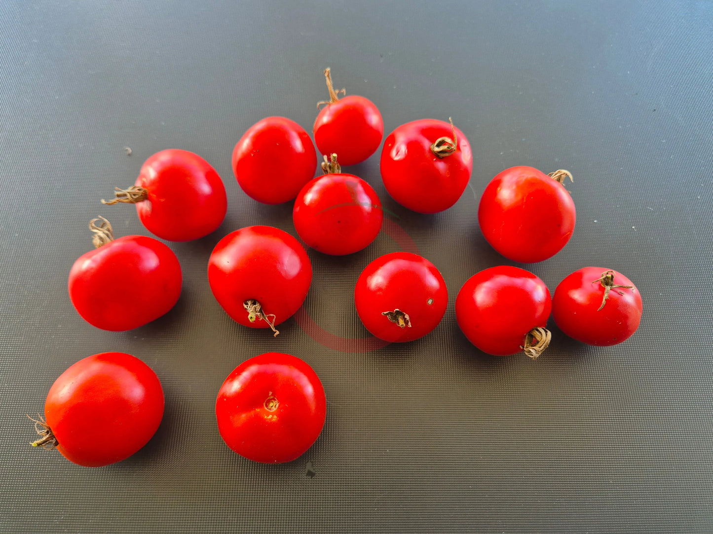 Veni Vidi Vici DER TOMATENFLÜSTERER