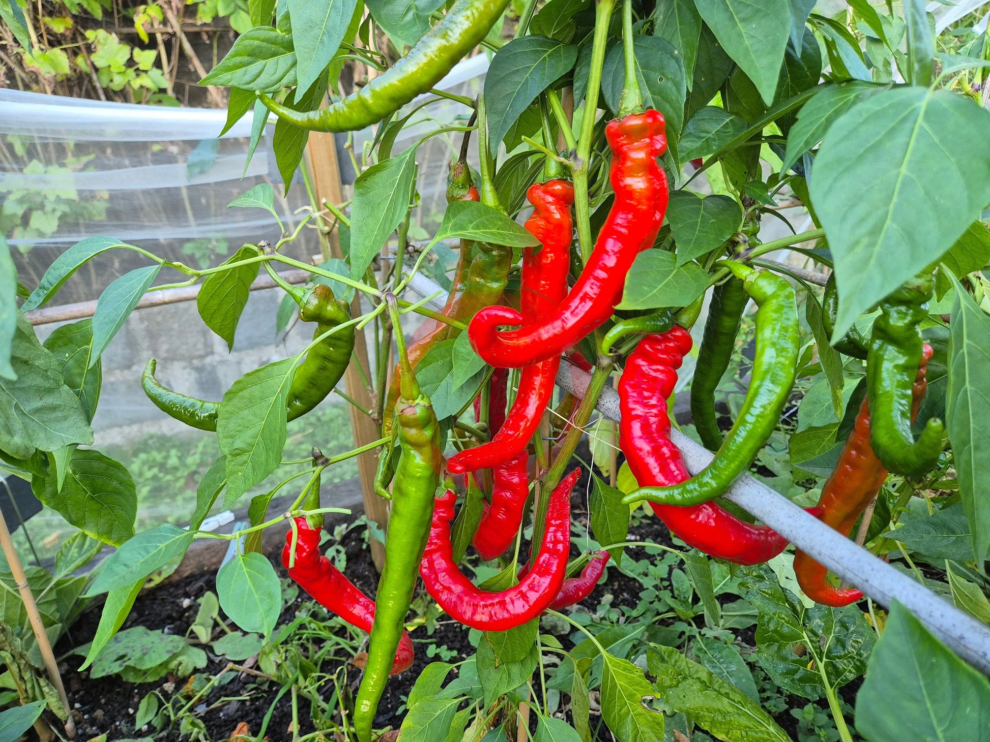Verato DER TOMATENFLÜSTERER