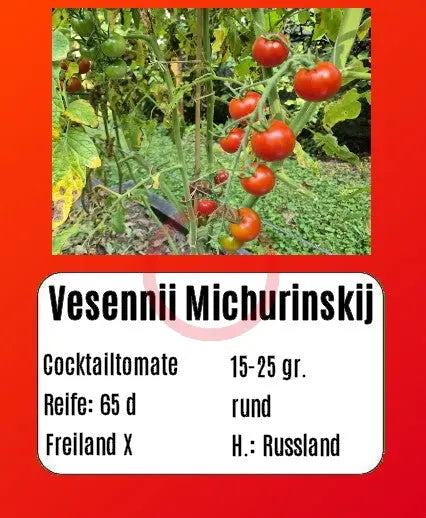Vesennij Michurinskij DER TOMATENFLÜSTERER