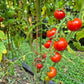 Vesennij Michurinskij DER TOMATENFLÜSTERER