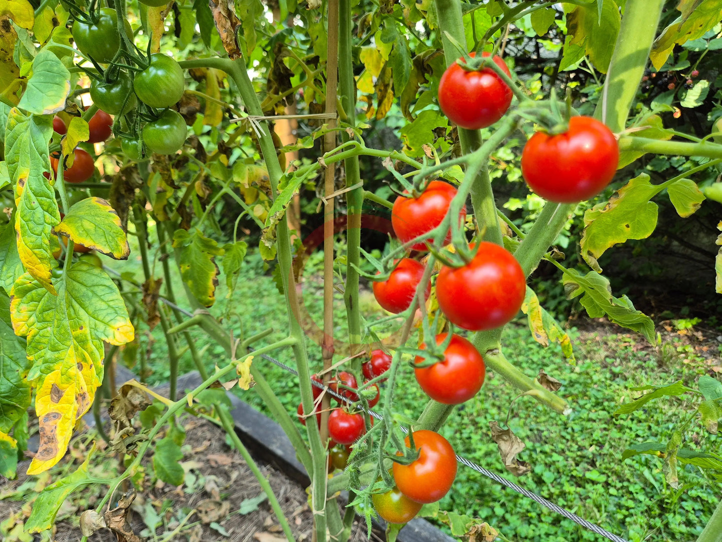 Vesennij Michurinskij DER TOMATENFLÜSTERER