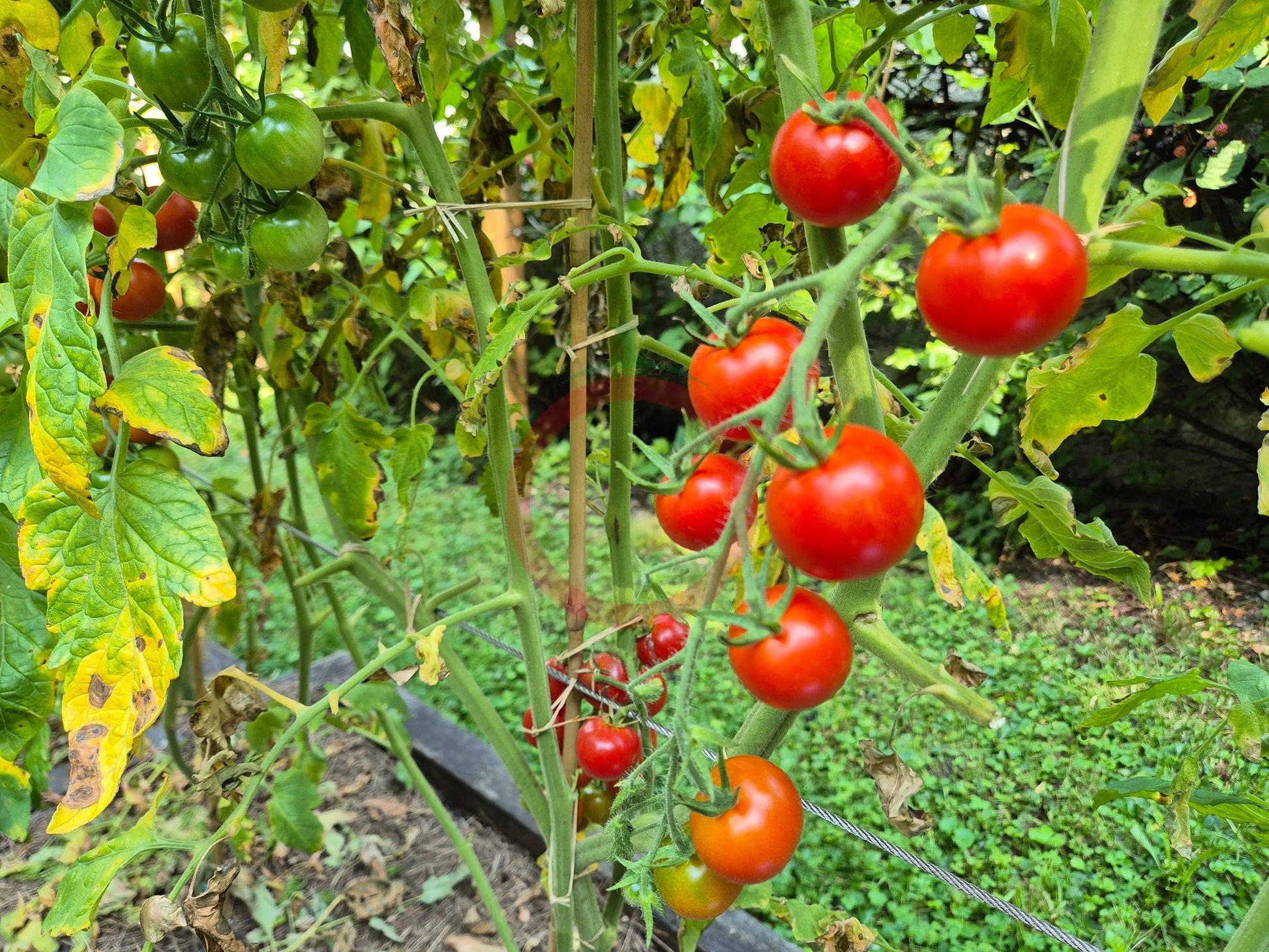 Vesennij Michurinskij DER TOMATENFLÜSTERER