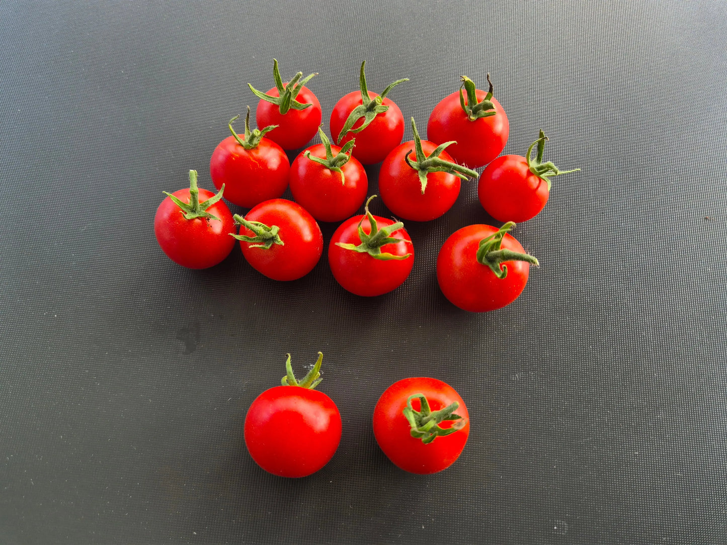 Vesennij Michurinskij DER TOMATENFLÜSTERER