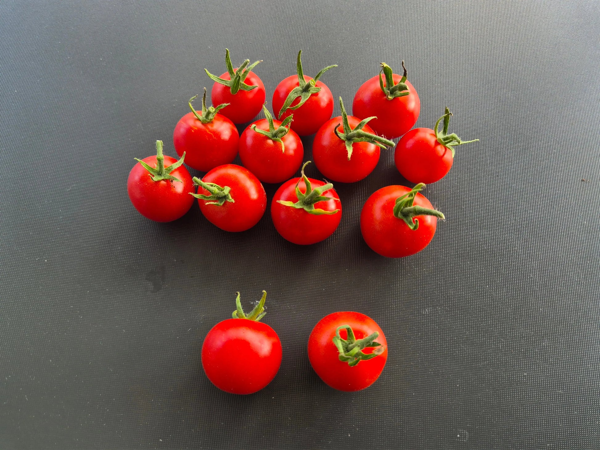 Vesennij Michurinskij DER TOMATENFLÜSTERER