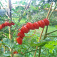Vierländer Eiertomate DER TOMATENFLÜSTERER
