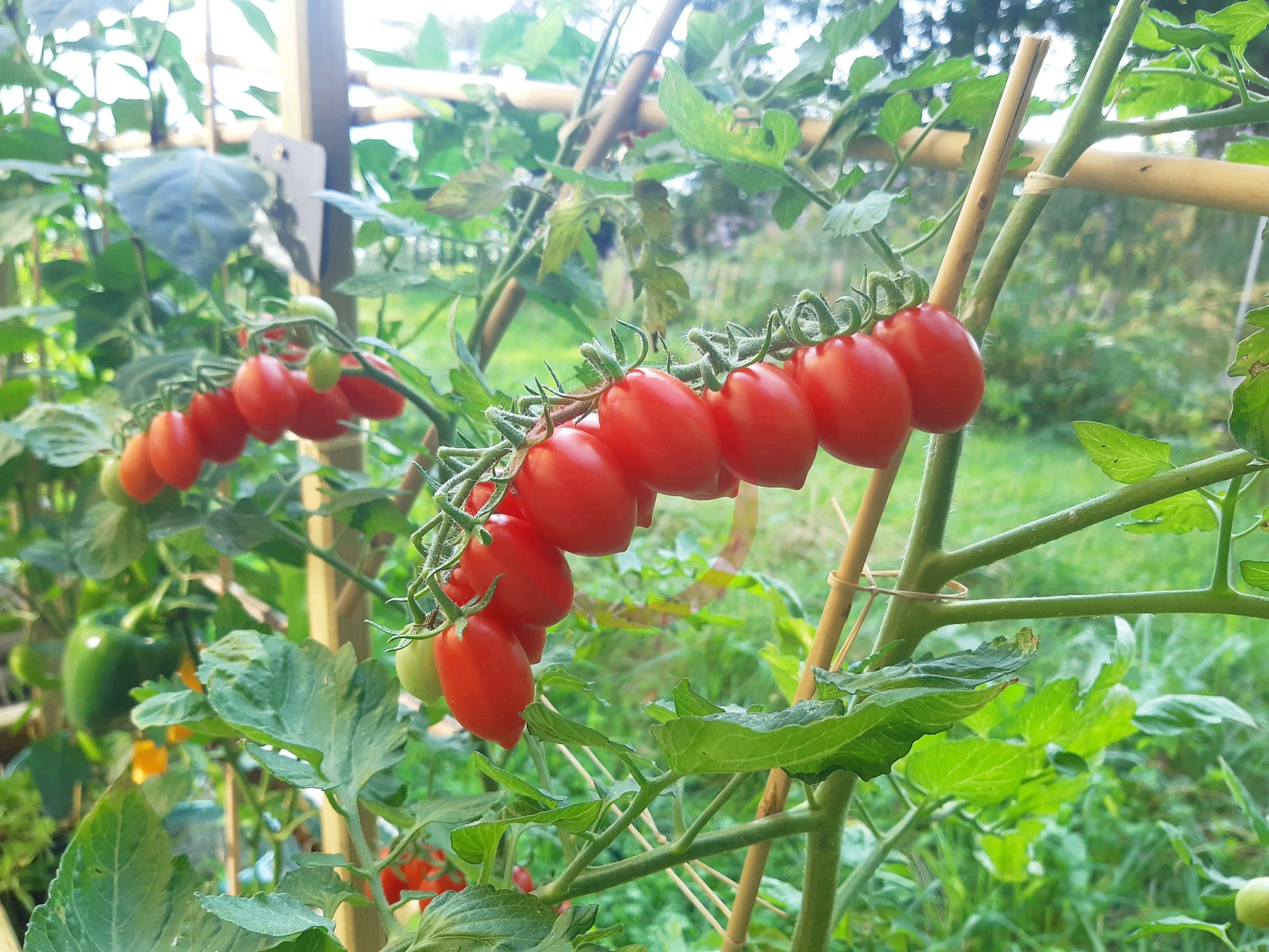 Vierländer Eiertomate DER TOMATENFLÜSTERER