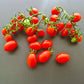 Vierländer Eiertomate DER TOMATENFLÜSTERER