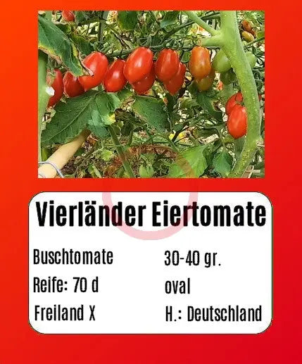 Vierländer Eiertomate DER TOMATENFLÜSTERER