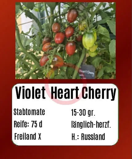 Violet Heart Cherry DER TOMATENFLÜSTERER