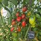 Violet Heart Cherry DER TOMATENFLÜSTERER