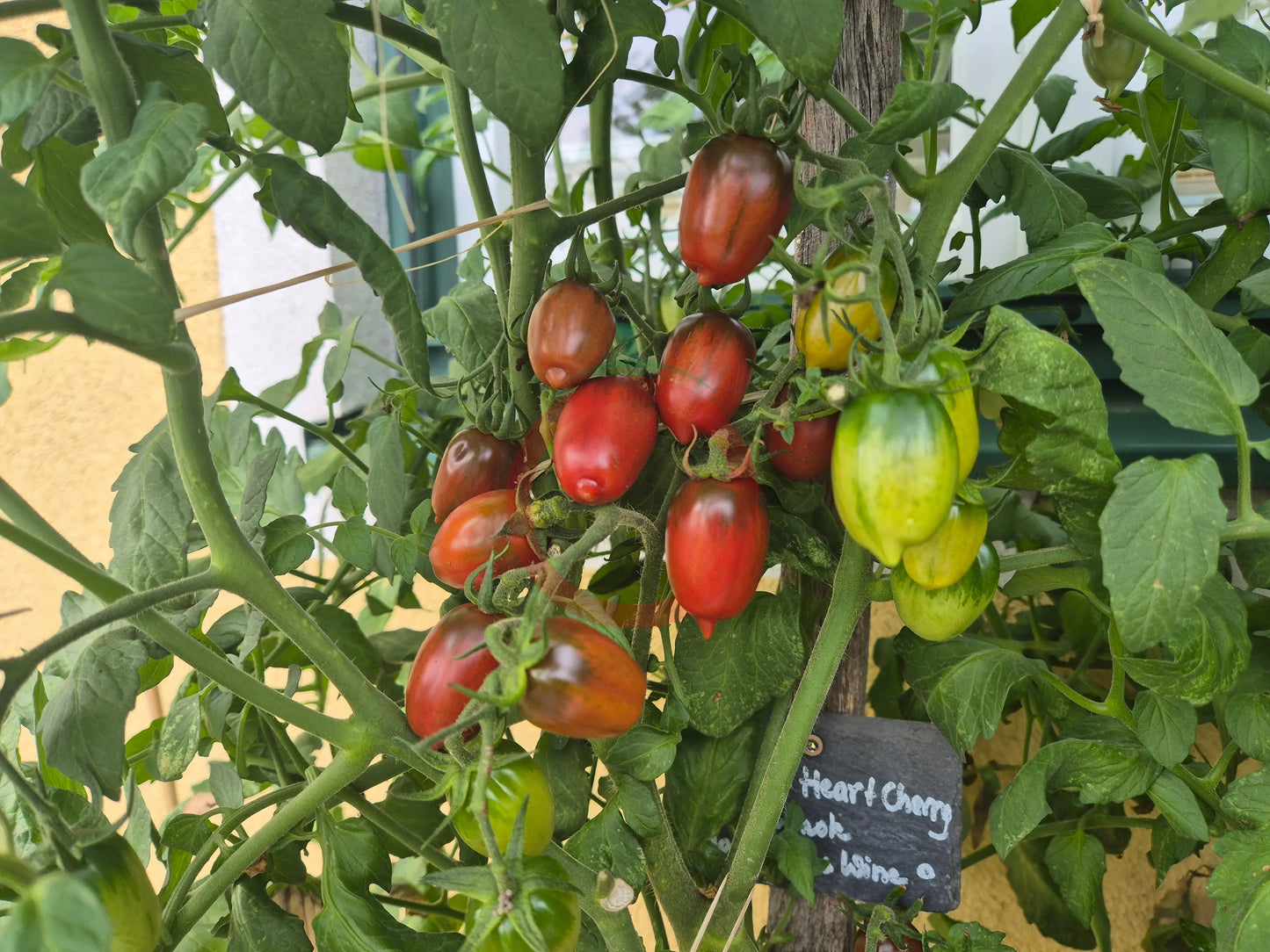 Violet Heart Cherry DER TOMATENFLÜSTERER