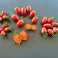 Violet Heart Cherry DER TOMATENFLÜSTERER